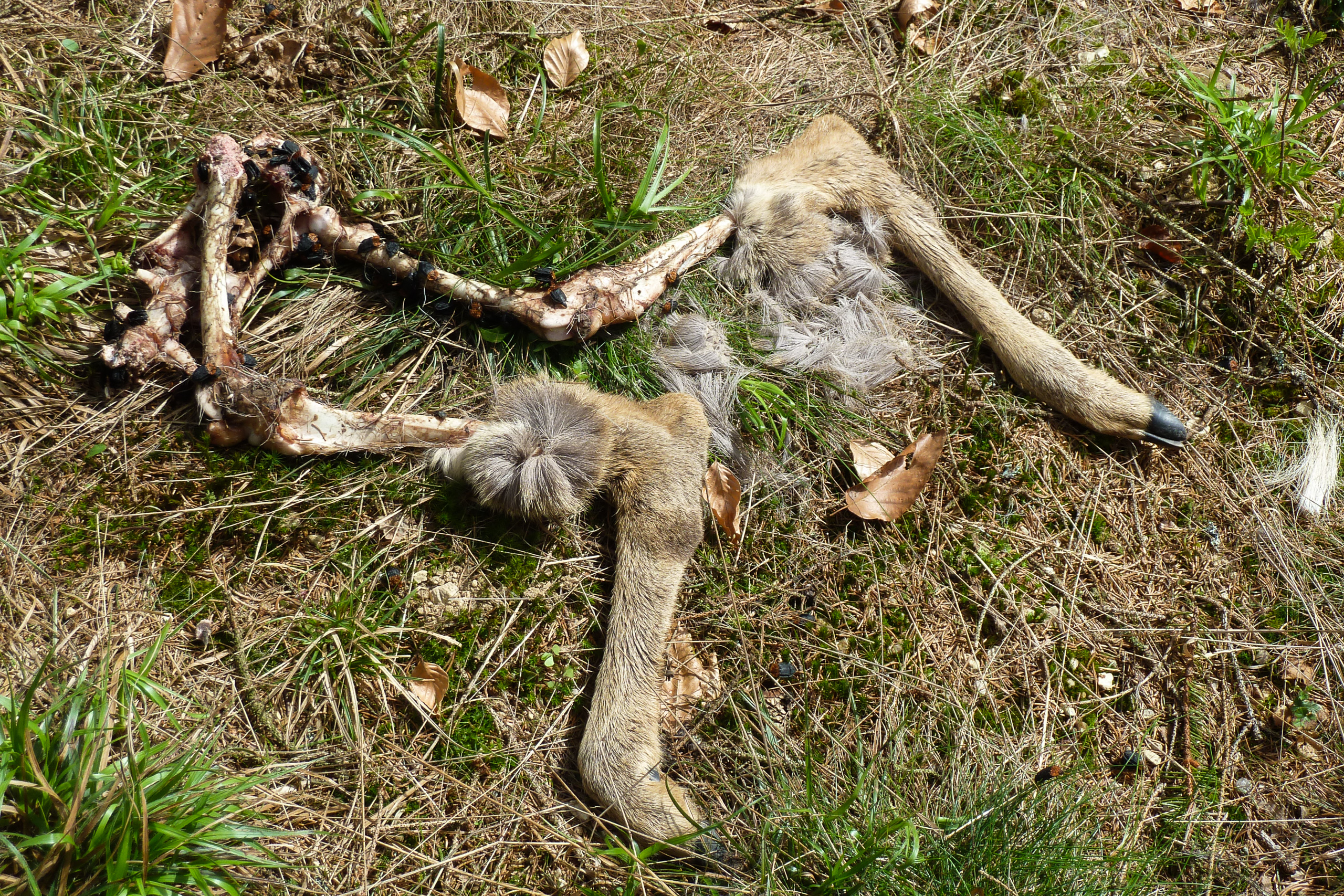 Totes Wild am Wegrand